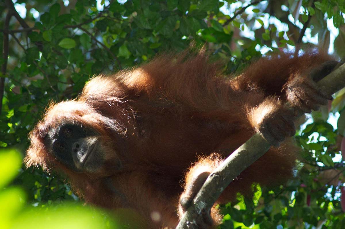 Orangutans in bukit lawang